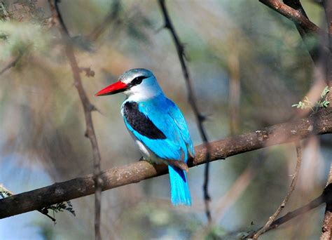 Meet The Colorful Kingfishers Of Southern Africa