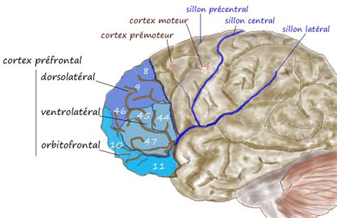 The Frontal Lobe And The Prefrontal Cortex Ib Psychology