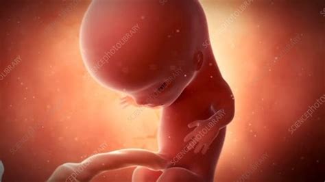 Human Foetus Stock Video Clip K0061456 Science Photo Library
