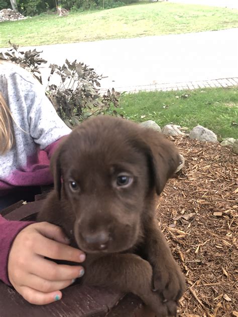 Order today with free shipping. Labrador Retriever Puppies For Sale | Clare, MI #283743