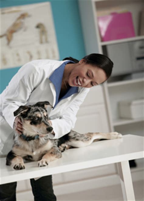 See examples of veterinary assistant job descriptions and other tips to attract great candidates. Veterinary Assistant | Health Careers | DrOfficeJobs.com