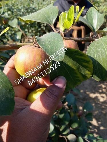 6 Feet Very Sweet Kashmiri Apple Ber Plant Duiabeties For Fruit Rs 65 Plant Id 20472914288