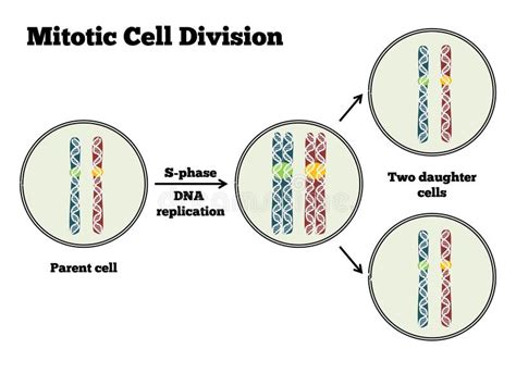 Mitosis Mitotic Cell Division Stages And Significance