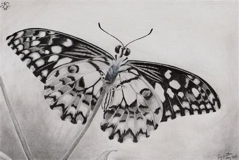 10 Beautiful Butterfly Drawings For Inspiration Hative