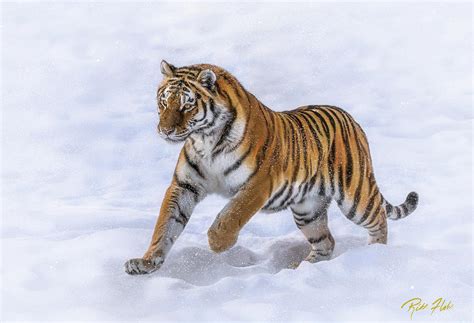 Amur Tiger Running In Snow Photograph By Rikk Flohr EroFound