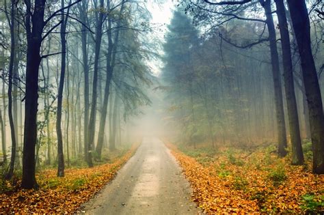 Premium Photo Road And Misty Forest In Autumn With Colorful Foliage