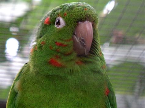 15 Types Of Conure Parrots To Keep As Pets With Pictures Pet Keen