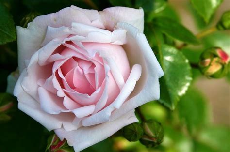 Menakjubkan 23 Fungsi Duri Bunga Mawar Adalah Gambar Bunga Indah