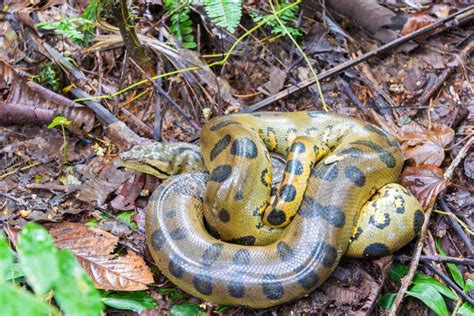 12 Striking Amazon Rainforest Snakes I Heart Brazil