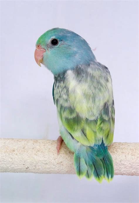 Aqua Turquoise Rare Lovebird Colors Love Bird Mantap