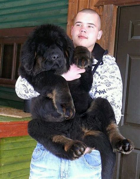 How Many Puppies Does A Tibetan Mastiff Have
