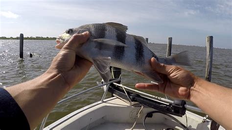 Fat Speckled Trout Fishing In Lake Pontchartrain New Orleans