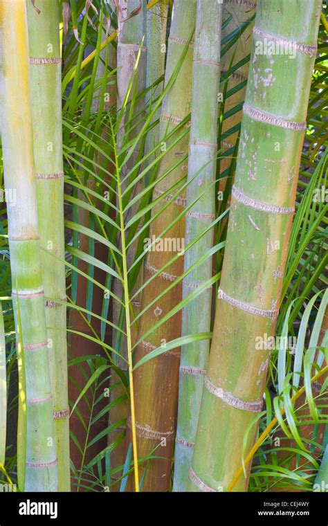 Closeup Of Green Bamboo Stalks Stock Photo Alamy