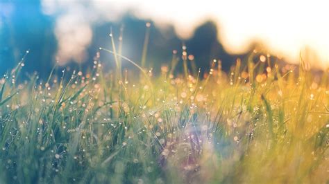 Nm68 Lawn Green Nature Sunset Light Bokeh Spring Flare Happy Wallpaper