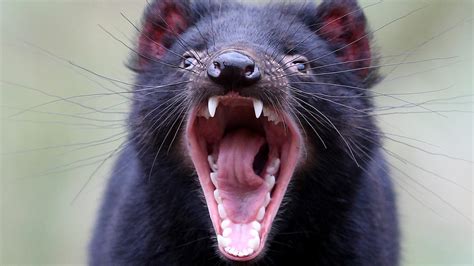 Tasmanian Devils Face New Cancer Threat For Survival In The Wild