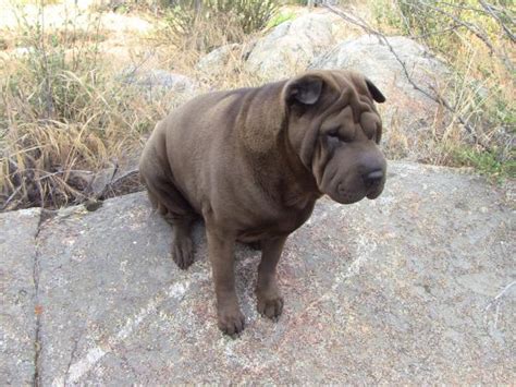Lost Solid Brown Western Shar Pei San Diego Lost Dogs