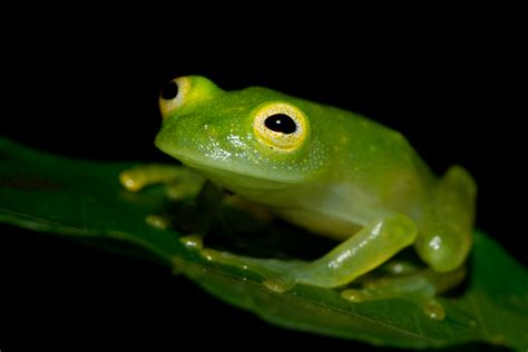Daddy day care reticulated glass frogs can be found in the rain forests of costa rica, panama, colombia. File:Cricket Glass Frog - Hylinobatrachium colymbiphyllum ...