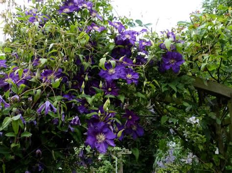 Clematis hybrid ruutel uspp22679, breeder kivistik of estonia, available from roseville farms clematis ilka a kivistik breeding from estonia easy prune, cold hardy, long blooming #mailorder. Buy Clematis Lady Betty Balfour Direct