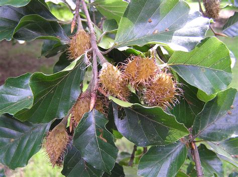 Beech Nuts And Leaves Beech Beech Tree Plants