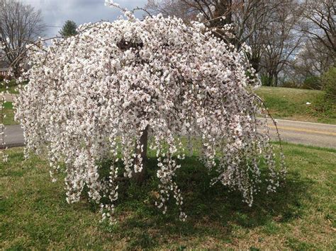 Dwarf Yoshino Weeping Cherry Tree