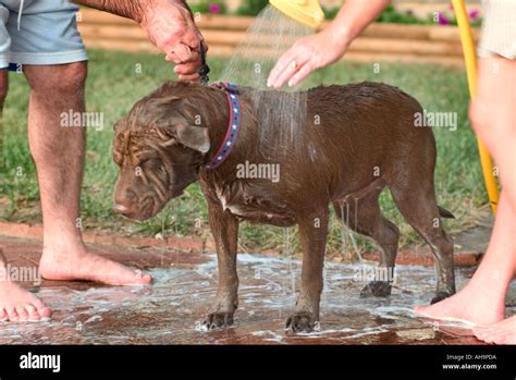 Dog Being Washed Stock Photo Alamy