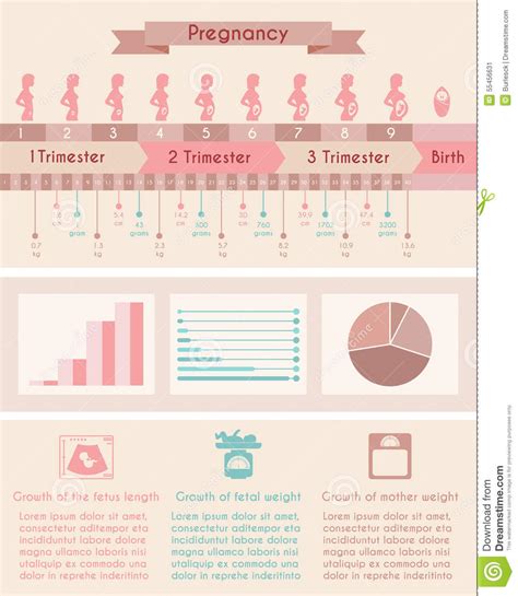 Pregnancy And Birth Infographics Presentation Template And Icon Vector