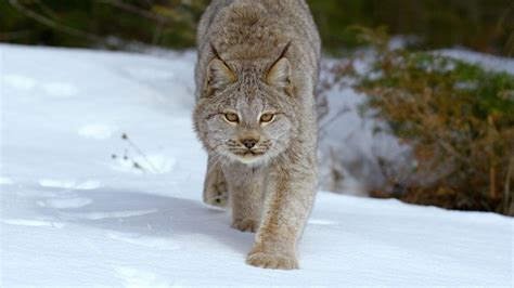 North American Wildlife Photos America The Beautiful Mighty