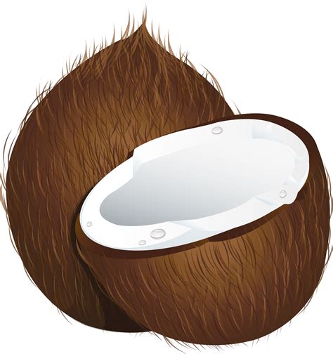 Coconut Png Image Purepng Free Transparent Cc0 Png Image Library