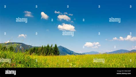 Mountain Summer Landscape Pine Trees Near Meadow And Forest On