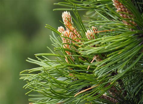 Dwarf Mugo Pine For Sale Buying Growing Guide Trees Com