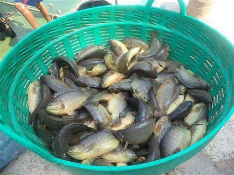 Campurkan ikan dan buah kepayang di dalam baskom, aduk hingga merata. Cara Buat Pekasam Ikan Puyu - Umpan