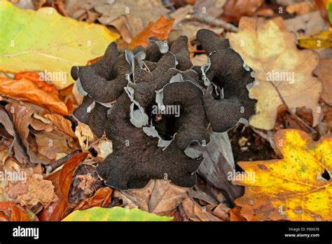 Horn Of Plenty Black Trumpet Black Chanterelle Craterellus