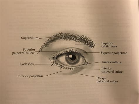 Parts Of The Closed Eye Diagram Quizlet