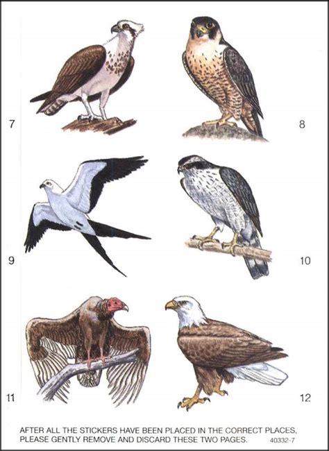 Learning About Birds Of Prey Dover Publications 9780486403328