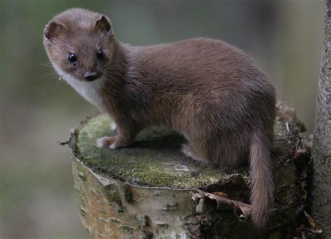 The Weasel Detailed Introduction And Fun Facts （2018） Pest Wiki