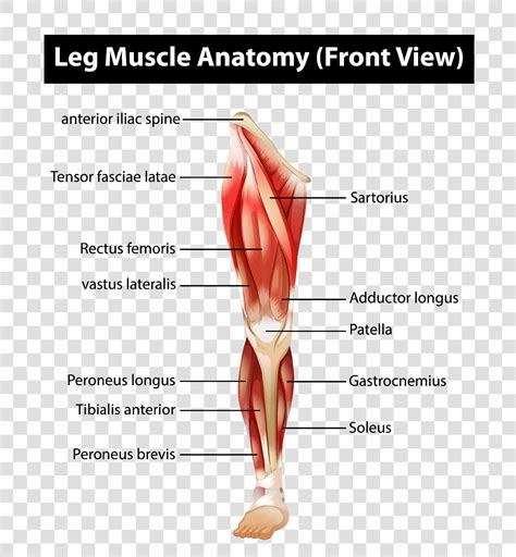 Leg Muscle Diagram Leg Anatomy All About The Leg Muscles Images And Photos Finder