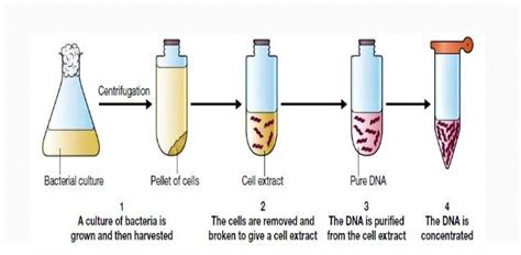 An Overview Of Bacterial Genomic Dna Isolation Learn Life Science