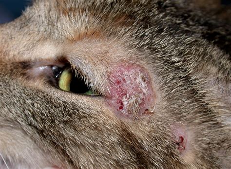 Ringworms On Cats