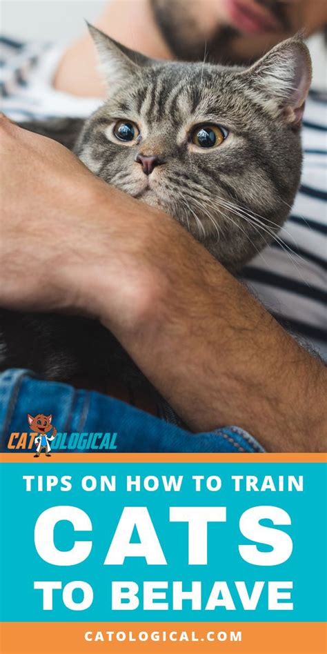 Best Practices For Training Your Cat How To Train Your Cat To