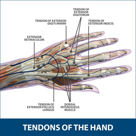 Tendon Diagram Of Hand Hand And Wrist Surgery Treatment Options