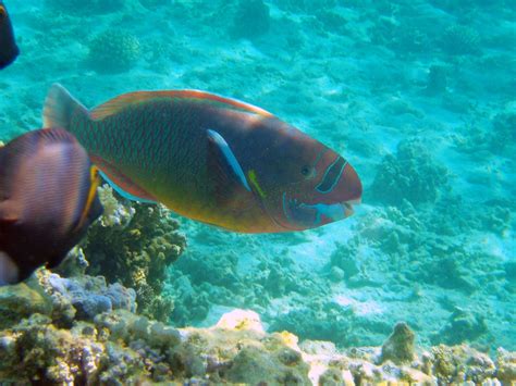 Spectacled Parrotfish Hawaii Hawaii Pictures