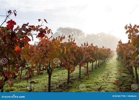 Autumn Vineyard In The Morning Stock Photo Image Of Explore
