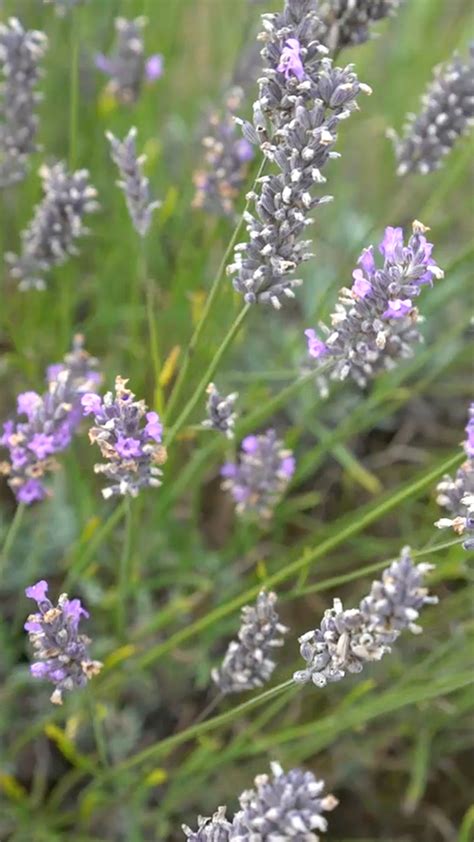 Campos De Lavanda Na Fran A