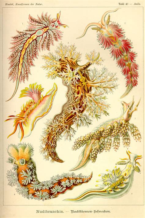 A Billion Tastes And Tunes Ernst Haeckel Part 2 Of 2