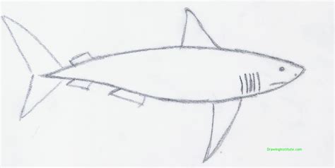 Today, i will show you how to draw a great white shark. How to Draw a Shark Step by Step for Kids