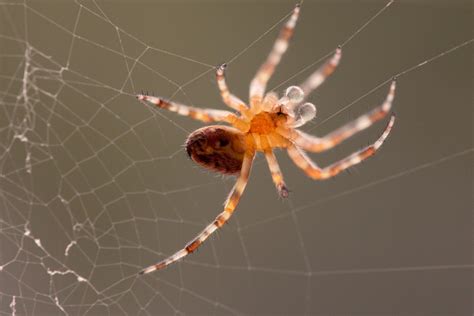 Free Photo Garden Spider Araneus Diadematus Free Image On Pixabay