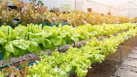 How To Grow Aquaponics Lettuce In Easy 7 Steps Benefits