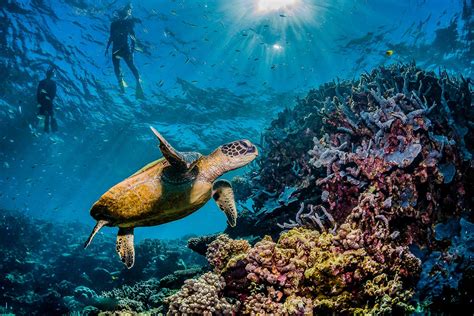9 Best Places To See Sea Turtles In The Wild Nomad Paradise