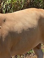 金門牛結節疹疫情發燒 今再發現50頭疑似病牛分布12處養牛場 - 生活 - 中時