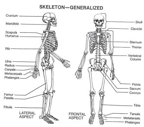 Human Skeleton Diagram Unlabeled Skeletal System